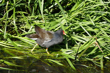 Teichhuhn, Teichralle