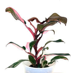 The Philodendron Pink Princess is a stunning houseplant, showcasing a young leaf as it unfurls. This tropical plant embodies the joy of cultivating and caring for beautiful decorative foliage. © Любовь Кондратьева