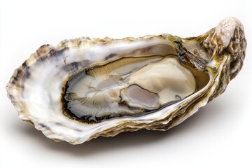 An elegant studio shot presenting a freshly opened oyster, showcasing its delicate texture and lustrous sheen against a stark white backdrop, highlighting the fine details.