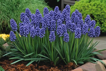 Neglected grape hyacinth Muscari species nearby