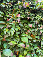 Lush green ivy leaves showcasing autumn colors in a city garden setting