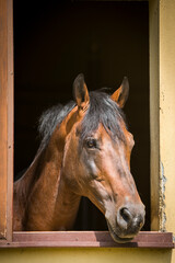 Portrait of a horse looking out of a stable