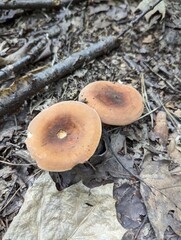 Lactarius volemus mushrooms in a dry summer forest