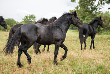 Group of young murgese horses