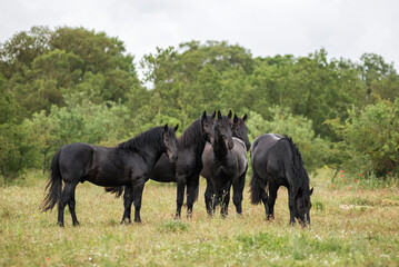 Group of young murgese horses