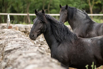 Obraz premium Portrait of italian murgese horse