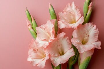 Fototapeta premium Pink gladiolus flowers on a pink backdrop with room for text