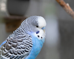 The blue and white parrot
