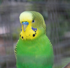 The yellow and green parrot