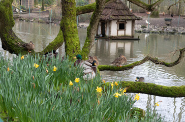 The spring flowers in the pond. Ducks at the pond
