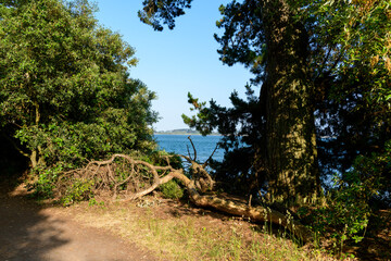 Fototapeta premium The coastal path on Berder Island in Larmor-Baden in Europe, France, Brittany, Morbihan, Larmor Baden, in summer, on a sunny day.