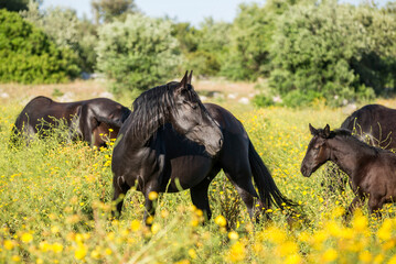 Young Murgese stallion with a herd of mares in south of Italy