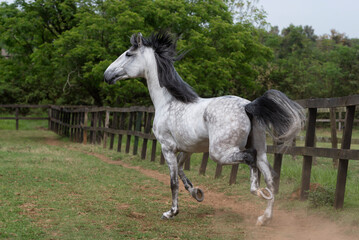 Playful lusitano stallion