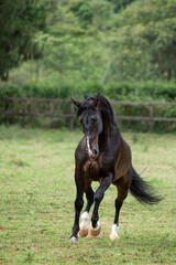 Bay lusitano stallion
