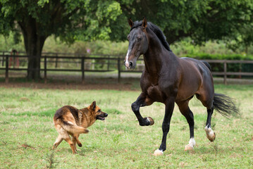 Bay lusitano stallion runs in a field