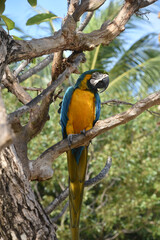 Full Body View of a Blue and Gold Macaw