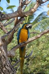 Amazing Blue and Gold Macaw Parrot on a Branch