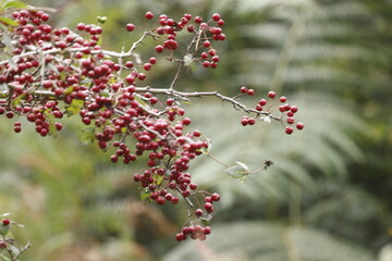 Branches of red rowan from the forest