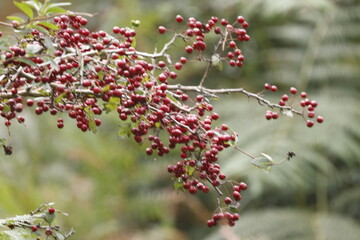 Branches of red rowan from the forest