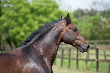 Fototapeta premium Portrait of a bay lusitano stallion