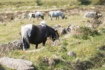 Group of Dartmoor shetland ponies grazing