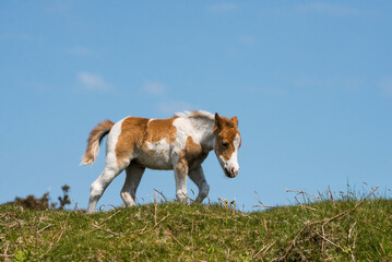 Dartmoor wild Shetland pony foal