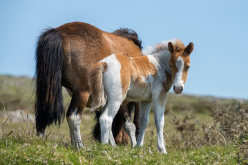 Dartmoor wild Shetland pony foal