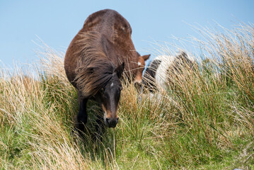 Dartmoor wild Shetland pony foal with mare