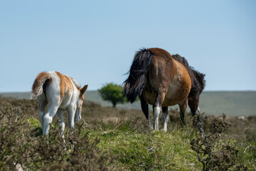 Dartmoor wild Shetland pony foal with mare