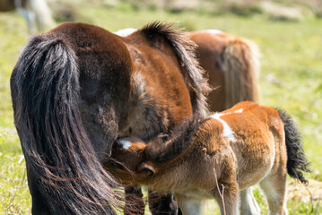 Dartmoor wild Shetland pony foal feeding on a mare