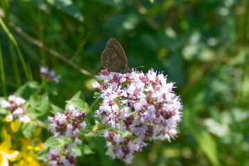 Ringlet (Aphantopus hyperantus) butterfly sitting on a pink flower in Zurich, Switzerland