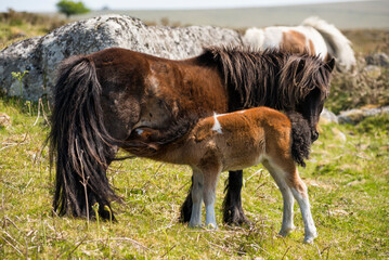 Dartmoor wild Shetland pony foal