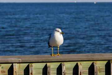 Seagull Perched on a railing next to the Chesapeake Bay during the winter
