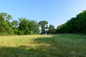 The meadow on Berder Island in Larmor-Baden in Europe, France, Brittany, Morbihan, Larmor Baden, in summer, on a sunny day.