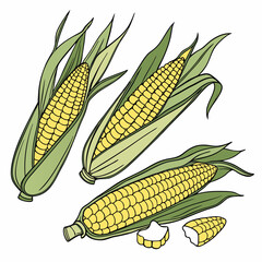 corn cobs isolated on white