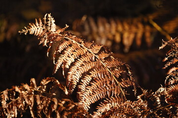 Golden brown fern leaves on a black forest background