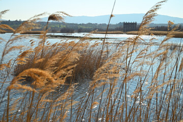 Golden Reeds Swaying in the Wind by a Tranquil Lake with a Wooden Building in the Background