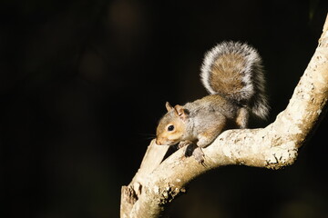 Forest squirrel on a branch with a black background