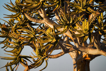 Flowering quiver tree with yellow flowers, Namib Naukluft region, Namibia 