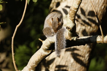 A forest squirrel on a branch, busy with itself