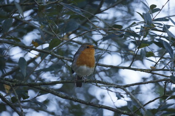 A small robin bird sits on a delicate branch surrounded by other branches.