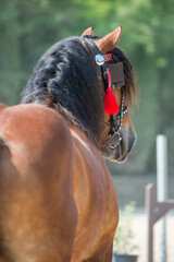 Portrait of a beautiful Ardennes draft horse