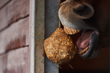 Bored horse eating a grain ball snack