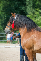 Portrait of a beautiful Ardennes draft horse