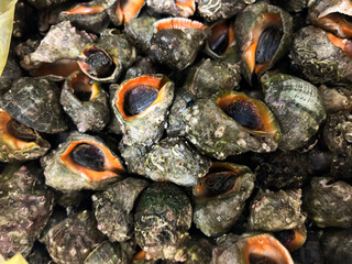 Fresh seafood market displays vibrant shells of marine snails in a bustling coastal town