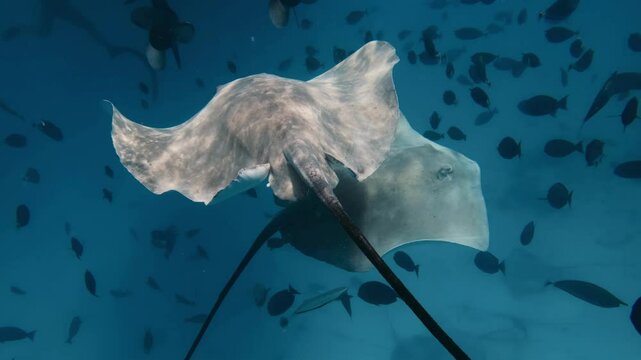 Two graceful stingrays with sunlight reflecting off their bodies, glide through the crystal-clear blue ocean, surrounded by a school of fish. 