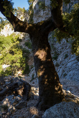 The landscape of the Su Porteddu hike in Baunei in Europe, Italy, Sardinia, Baunei, in summer, on a...