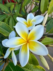 Flor