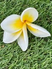 frangipani plumeria flower