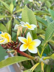 frangipani plumeria flower